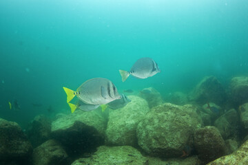 The shoal of fish in Mexiko. Yellowtail surgeonfish on the bottom of the sea. Mexican marine life.