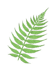 Tropical fern leaf on a white background. Isolated object for design and decoration. Vector illustration of a plant.