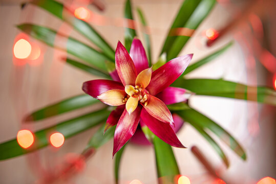 Red Bromeliad With LEDs