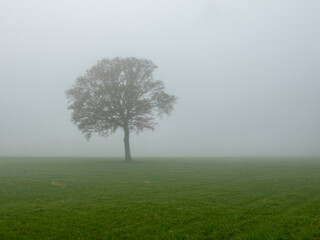 Obraz na płótnie Canvas Single tree in fog meadow