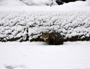 Cat shot under snow during very cold winter.