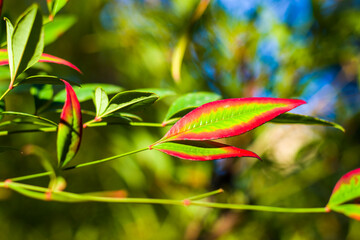 Nandina domestica leaves on the bokeh background, nature background