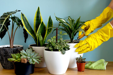 Women's hands take care of plants. Indoor home garden plants. Collection various flowers. Stylish botany composition of home interior blue background. Stay home and gardening