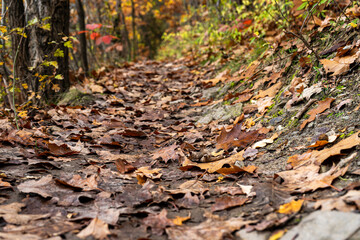 view of fallen leaves in the forest and a spring of pure flowing water from the mountains in autumn in the wild during the day and blurred background