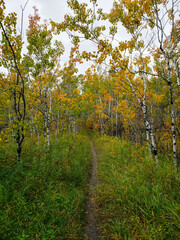 Beautiful view of a Hiking trail at Assiniboine Forest on an autumn day in Winnipeg, Manitoba, Canada