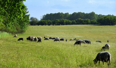 Weites grünes Land mit Schafherde