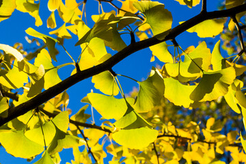 Autumn Gingko Biloba tree leaves, autumn yellow ginkgo leaves and blue sky