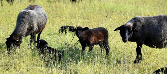Lämmchen mit Mutterschafen auf einer grünen Weide