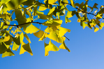 Autumn Gingko Biloba tree leaves, autumn yellow ginkgo leaves and blue sky