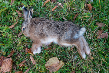 TOTER JUNGHASE . DEAD YOUNG HARE