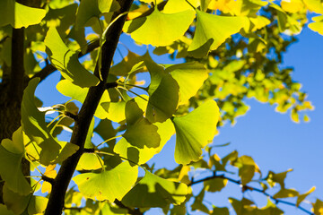 Autumn Gingko Biloba tree leaves, autumn yellow ginkgo leaves and blue sky
