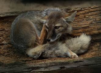 Polar Fox relaxing at zoo in summer at day