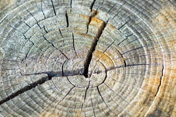 Wooden background, Cut tree pattern. Texture of cut and dry tree. Tree age rings.