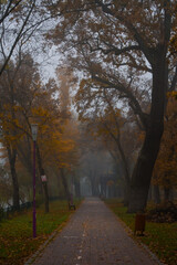 Obraz premium Autumn landscape, foggy autumn park alley with bare trees and dry fallen autumn leaves