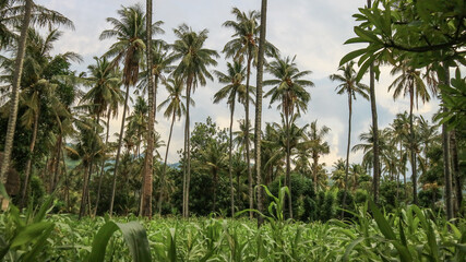 Fototapeta premium Amed Bali landscape