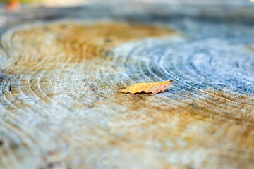 Fototapeta na wymiar Wooden background, Cut tree pattern. Texture of cut and dry tree. Tree age rings.