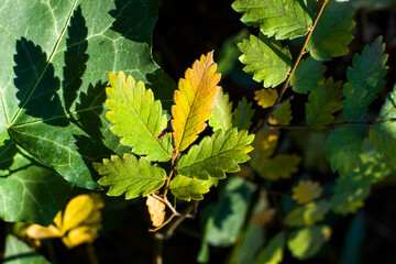 Green color leave macro and close-up during sunlight, nature background