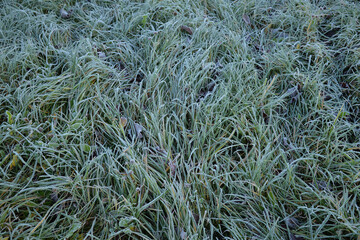 Frosty grass in late autumn