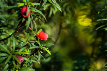 Yaw tree leaves close-up and macro, green color background, Tacus Cuspidata
