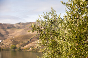 Autumn in Douro Valley, Portugal