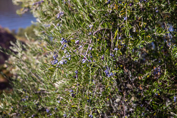Autumn in Douro Valley, Portugal