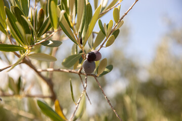 Autumn in Douro Valley, Portugal
