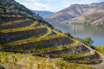 Autumn in Douro Valley, Portugal