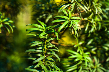 Yaw tree leaves close-up and macro, green color background, Tacus Cuspidata