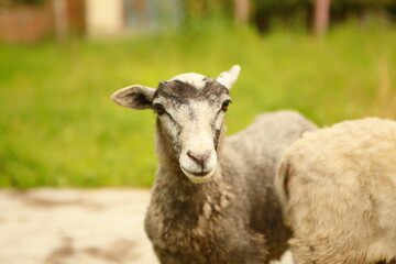 Obraz premium portrait of a sheep