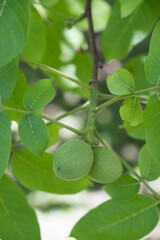 green walnuts on the branch