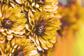 Orange dahlia petals macro, floral abstract background. Close up of flowes dahlia, chrysanthemum...