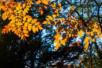 Autumn and fall yellow leave close-up, nature background, yellow color, ash-tree leave