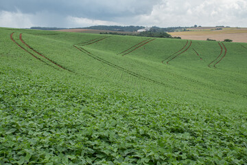 Plantação de feijão Paraná Brasil