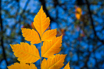 Autumn and fall yellow leave close-up, nature background, yellow color, ash-tree leave