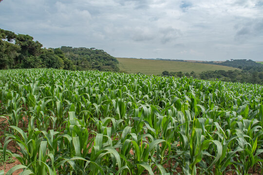 Planta&ccedil;&atilde;o de milho, Paran&aacute; Brasil