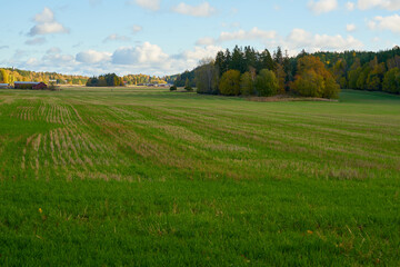 A green field with forest and sky on the background.