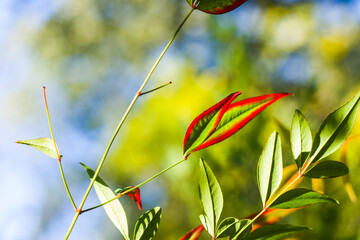 Nandina domestica leaves on the bokeh background, nature background