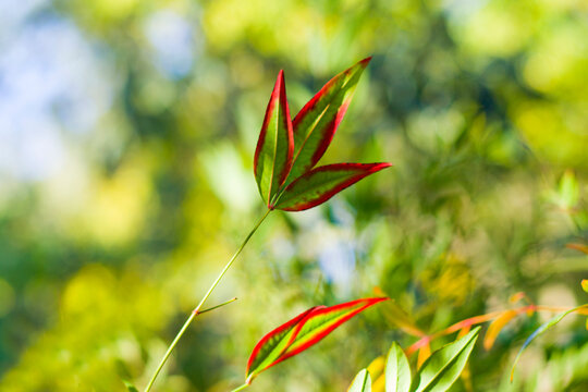 Nandina domestica leaves on the bokeh background, nature background