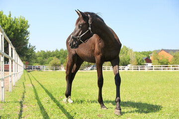 Dark bay horse in paddock on sunny day. Beautiful pet