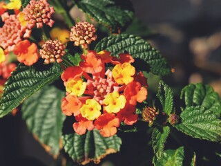 Red-yellow small flowers with green leaves