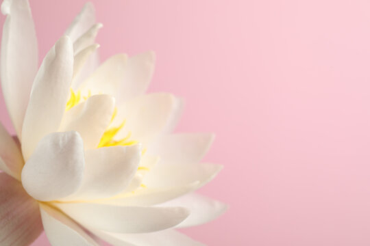 Beautiful white lotus flower on light pink background, closeup. Space for text © New Africa