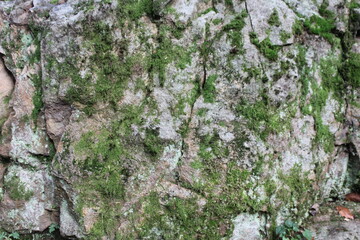 Natursteinmauer mit Pflanzen