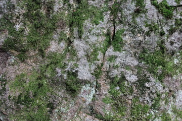Natursteinmauer mit Pflanzen