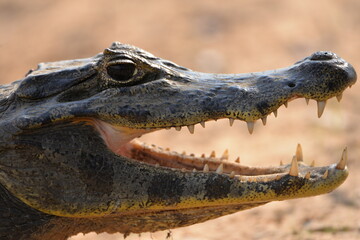 Caiman yakare
