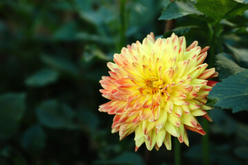 Beautiful blooming yellow dahlia flower in green garden, closeup