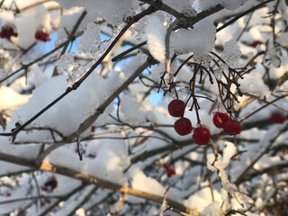 berries in snow