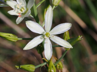 Southern Star of Bethlehem (Ornithogalum narbonense)