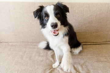 Funny portrait of cute puppy dog border collie on couch. New lovely member of family little dog looking happy and exited, playing at home indoors. Pet care and animals concept.