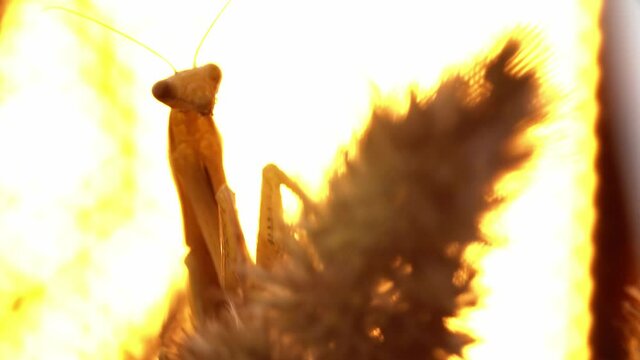 Praying mantis is trying to sit still while the spicule of the wheatear is swinging. The grass plant is rocking and the insect attempts not to move. Theme of little bugs' life in the wilderness.
