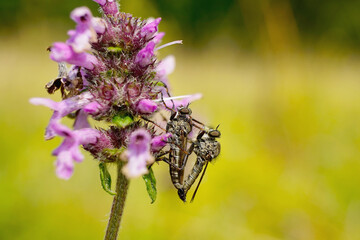 Raubfliege bei der Paarung